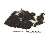 藏品(日本簑苔)的圖片